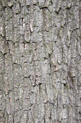 Tree bark