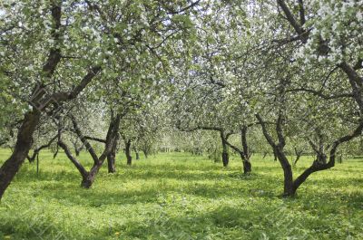 Apple garden