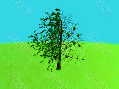 Apple Tree