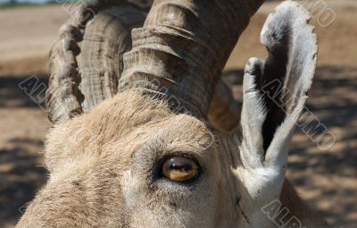 Wild Goat