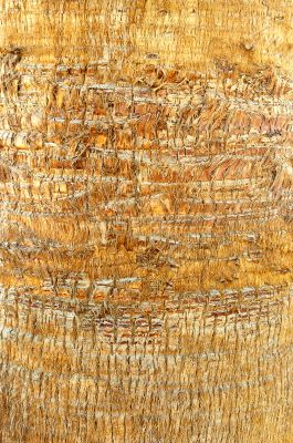 Bark of palm.