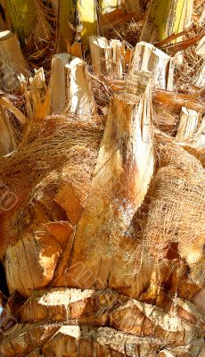 Bark of palm.