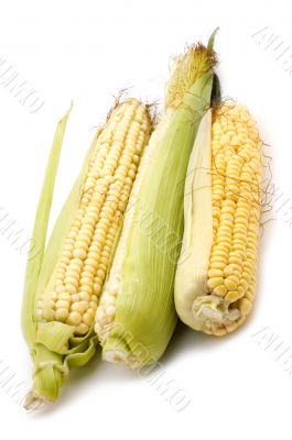 corn in cob close up