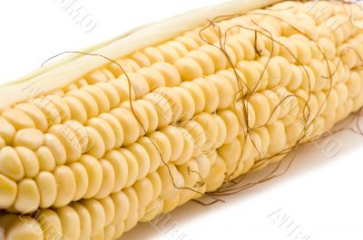 corn in cob closeup