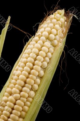 corn in cob on black