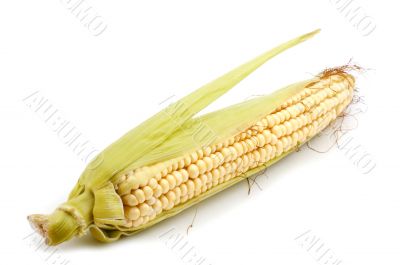 corn in cob on white