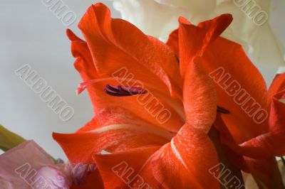 Red gladiolus