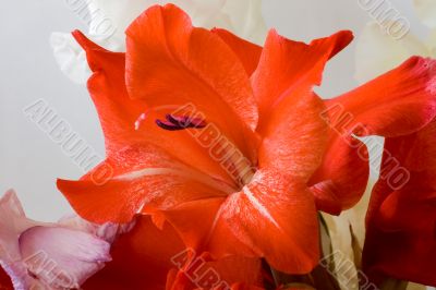 Red gladiolus