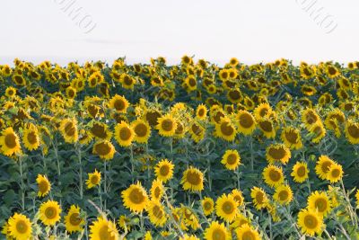 Sunflower Field