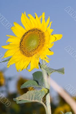 Sunflower