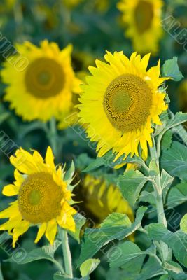 Sunflowers