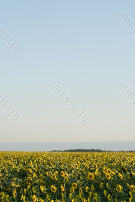 Sunflower Field