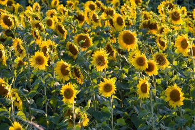 Sunflower Field