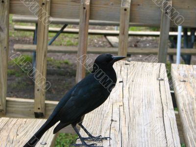 Crow looking for a handout