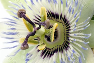 Purple Passionflower