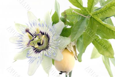 Close up of passiflora Purple Passionflower