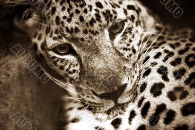 Leopard