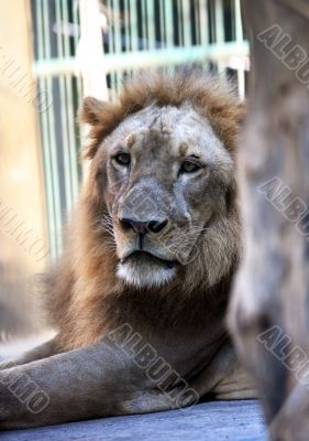 King - lion