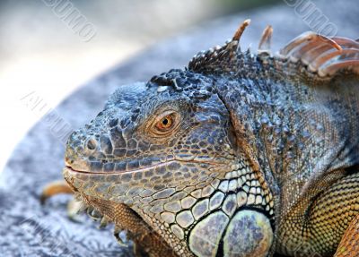 Varan