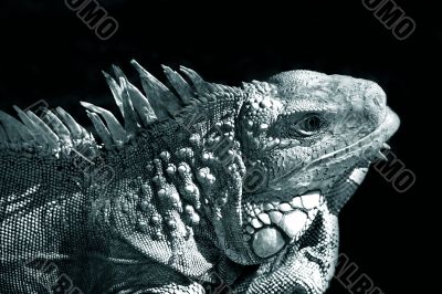 Varan