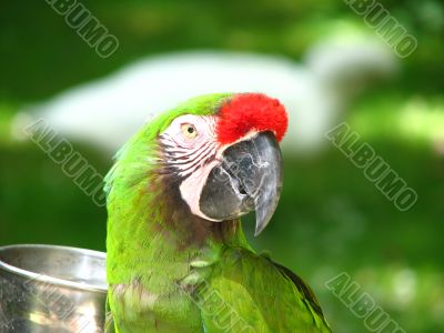 Military Macaw