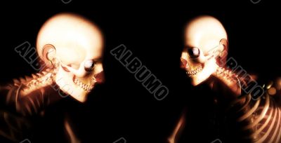 Human Bones