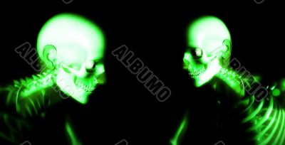 Human Bones