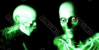 Human Bones