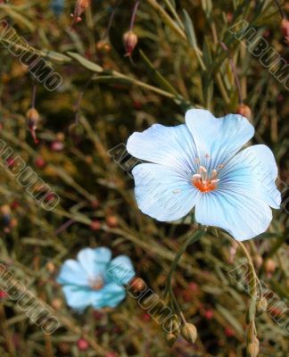 blue flowers