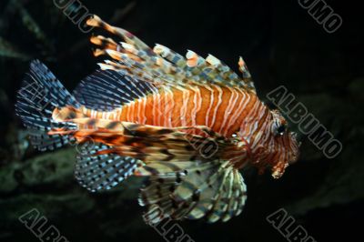 colorful tropical fish