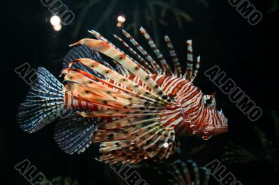 colorful tropical fish