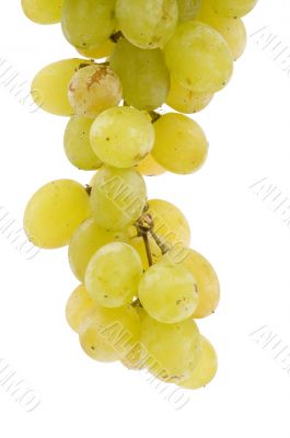 grapes close up