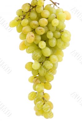 grapes on white background