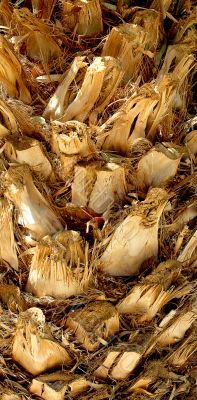 Bark of palm
