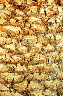 Bark of palm.