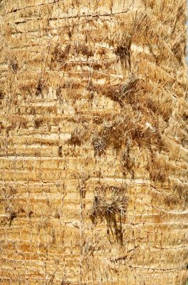 Bark of palm.