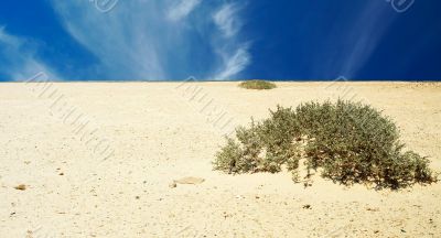 Desert.