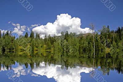 Mountain Meadow