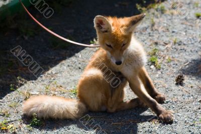 young fox
