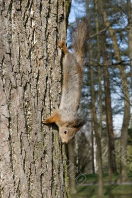 Squirrel on a tree