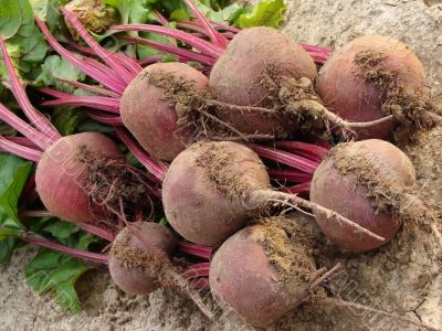 beetroot