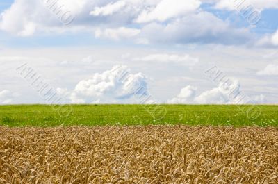 Cornfield
