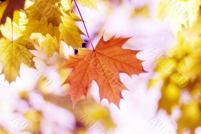 red leaves, shallow focus