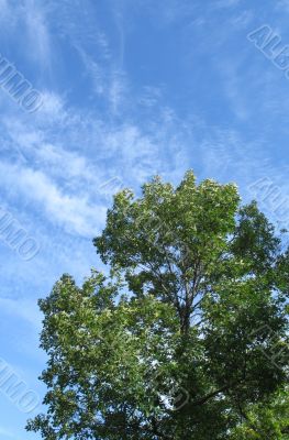 green tree and blue sky