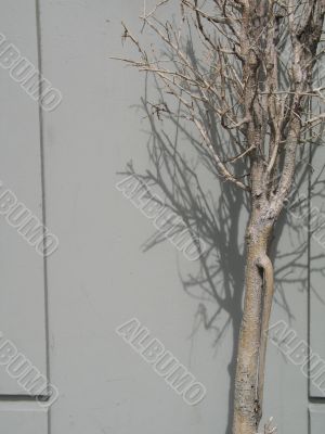 winter tree against a wall