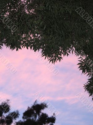 leaves of a tree against pink sky