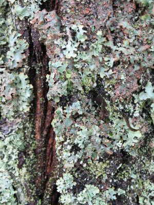 green moss on a tree trunk