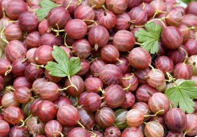 ripe gooseberry