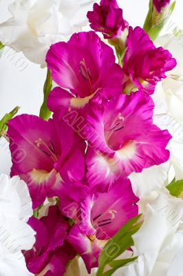 Purple gladiolus