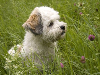 Havanese